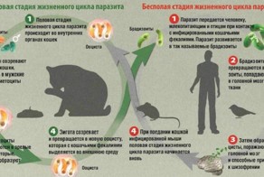 Паразиты способные управлять поведением своих хозяев