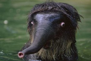 Неудачные фото животных