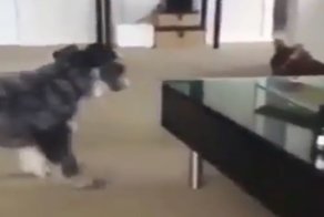 Таким взглядом можно войны выигрывать!