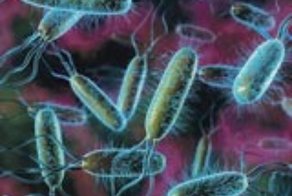 В долговременном эксперименте с E-koli формировались полиморфные сообщества