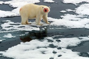15 самых опасных для человеческой жизни животных на планете