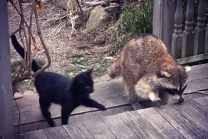 Слепой енот привел двух котят к человеку и этим поступком спас малышам жизни!