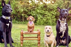 Ее использовали для разведения щенков, а потом бросили беременную в лесу