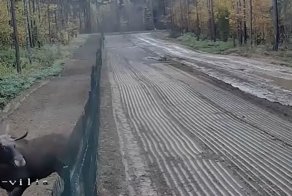 Рогатый нелегал дерзко пересёк границу Литвы и Беларуси