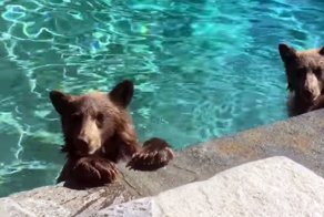 Семейство медведей искупалось в бассейне американцев
