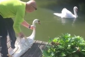Жди меня, и я вернусь! Трогательная встреча лебедей после разлуки