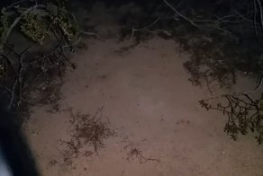 Как легко обнаружить спрятавшегося скорпиона