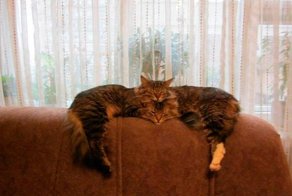 38 фотографий, на которые придется взглянуть дважды