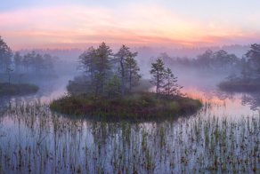 Болота ленинградской области, которые поражают своей красотой