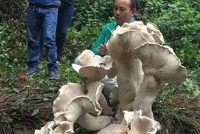 Китайский дедуля нашел съедобного короля всех грибов