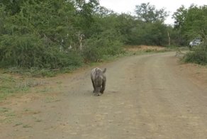 Детеныш носорога пытается напугать автомобиль с туристами