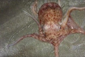 Жителей Уэльса испугало таинственное нашествие осьминогов, но учёные нашли ему объяснение