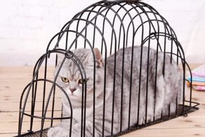 Самые сумасшедшие товары, которые можно купить на AliExpress