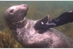 Морские котики совсем как земные собаки