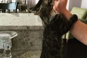 Родившийся без локтевых суставов котенок превратился в прекрасную кошку