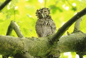 5 фото мокрых птенцов неясыти, которые поднимут настроение каждому
