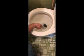 Это последнее, что вы хотели бы увидеть в своем унитазе