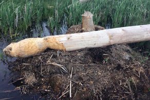 Один из канадских городов остался без света из-за бобров