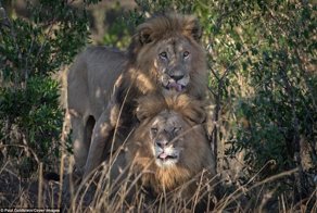 В кенийском заповеднике сфотографировали львов-гомосексуалистов