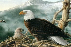 Знаете ли вы, как самка орла выбирает отца для своих орлят?