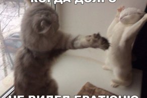 Забавные картинки с надписями