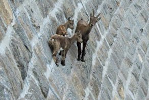 Почему горные козлы не падают