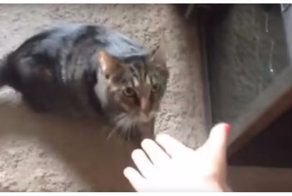 Не признала! Неожиданная реакция кошки на запах другого кота на хозяйке