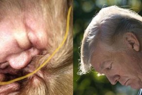 Женщина обнаружила Трампа в ухе своей собаки