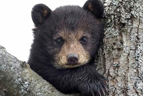 Медвежонок