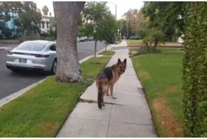 Хозяин, ты где? Мужчина подшутил над своей собакой, спрятавшись за деревом