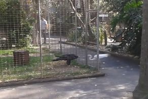 Орел использовал приманку, чтобы поймать цаплю