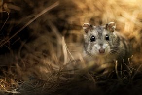 Про джунгарских хомячков