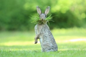 Потрясающие финалисты комедийной фотографии дикой природы 2017