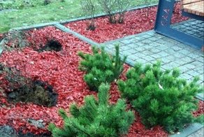 Под Всеволожском украли ели, посаженные в память о погибших над Синаем