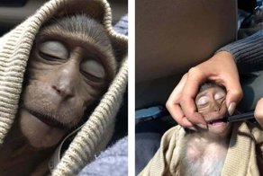 В Таиланде обезьянка уснула на 10 часов после того, как выпила немного кофе