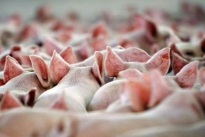 В чём истинная причина того, что арабы и евреи не едят свинину?