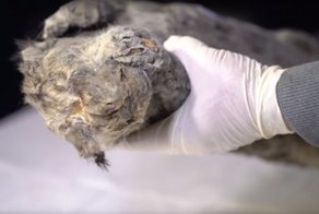 В Якутии нашли идеально сохранившегося пещерного львенка