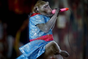 Италия приняла закон, запрещающий цирки с животными