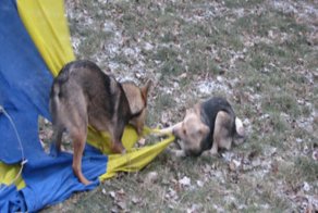 Шакалы над свиньёй