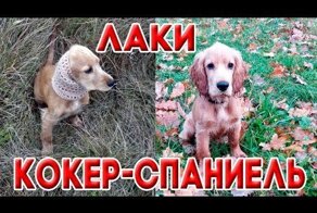 Английский кокер спаниель