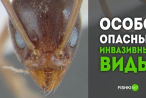 Биологическое разнообразие? Неа, не слышали! 15 самых опасных инвазивных видов животных