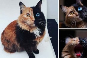 Котенок «Химера» — одна из тех удивительных неожиданностей, которые умеет преподносить природа