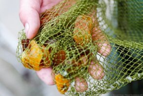 Как калининградцы на побережье ловят в сети янтарь