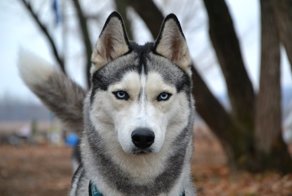 Женщины, спасавшие щенков на улице, не заметили как пёс покусал их сына дома