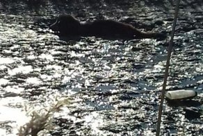 Жительницы Приморья, рискуя жизнью, спасли собаку из «илистого плена»