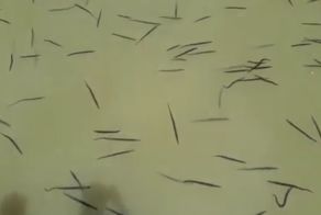 Неизвестные существа в индонезийской  реке