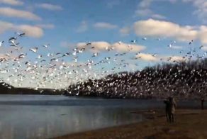 Несколько тысяч белых гусей одновременно взлетают с канадского озера 
