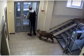 Житель многоэтажки выгуливает на поводке своего леопарда