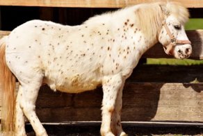 Уроженец Сирии надругался над пони в детском зоопарке в Берлине