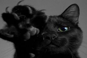 Кошка здоровается с вернувшимся с работы хозяином